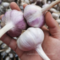 Buy new crop Chinese red garlic fresh normal white in bulk garlic wholesale price fresh garlic for sale